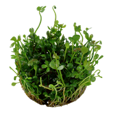 010 TC tablespoon Ping Marsilea hirsuta